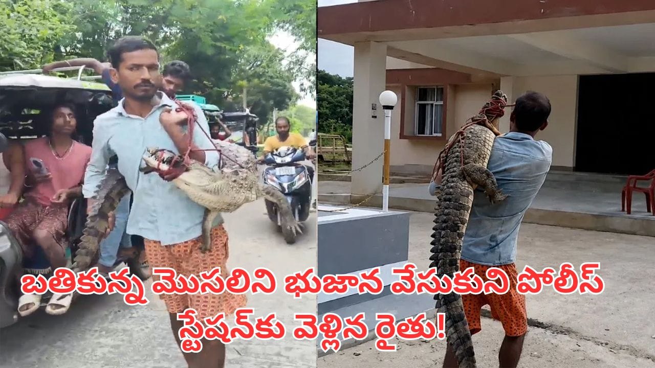 Viral Video: షాకింగ్.. బతికున్న మొసలిని భుజాన వేసుకుని పోలీస్ స్టేషన్కు వెళ్లిన రైతు!