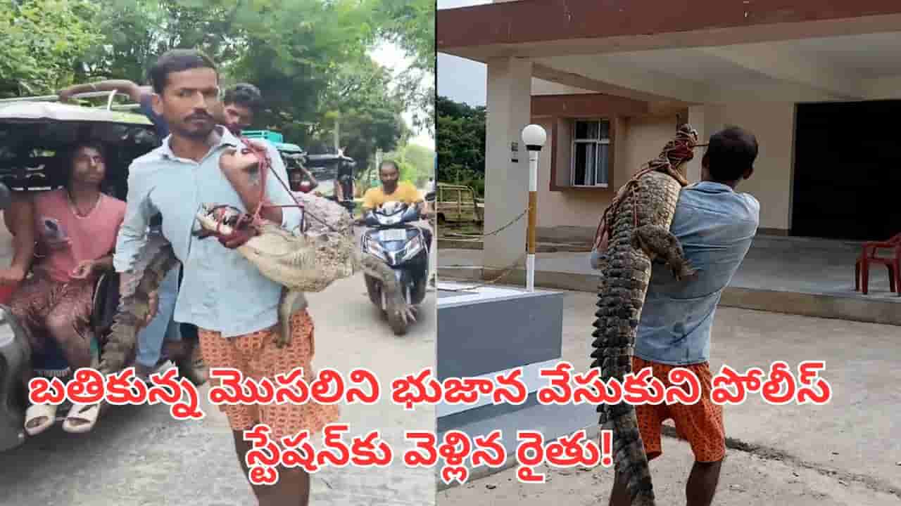 Viral Video: షాకింగ్.. బతికున్న మొసలిని భుజాన వేసుకుని పోలీస్ స్టేషన్కు వెళ్లిన రైతు!