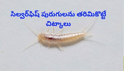 బట్టలు, పుస్తకాల అల్మారాలో సిల్వర్‌ఫిష్ పురుగులు పడుతున్నాయా?