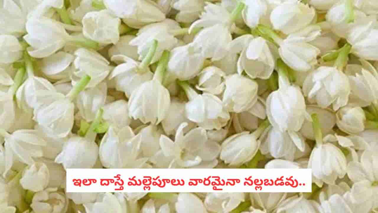 Fresh Jasmine Secret: మల్లెపూలు తెచ్చిన మరుసటి రోజే నల్లబడిపోతున్నాయా?.. తెల్లగా, కమ్మటి పరిమళంతో ఉంచే సీక్రెట్ టిప్స్!