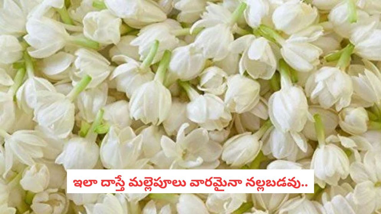 Fresh Jasmine Secret: మల్లెపూలు తెచ్చిన మరుసటి రోజే నల్లబడిపోతున్నాయా?.. తెల్లగా, కమ్మటి పరిమళంతో ఉంచే సీక్రెట్ టిప్స్!