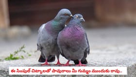 ఈ సింపుల్ చిట్కాలతో పావురాలు మీ గుమ్మం ముందుకు రావు..