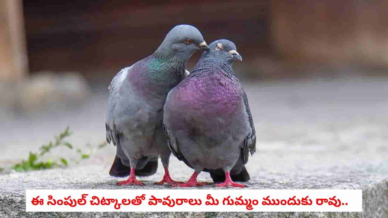 Pigeon Tips: పావురాల రెట్టలు, ఈకలతో విసిగిపోయారా?.. ఖరీదైన వస్తువులు కొనక్కర్లేదు.. ఇంట్లో ఉన్న వాటితోనే పరిష్కారం!