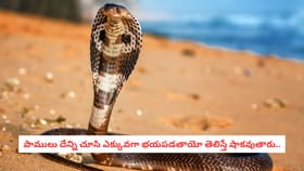 పాములు దేన్ని చూసి ఎక్కువగా భయపడతాయో తెలిస్తే షాకవుతారు..