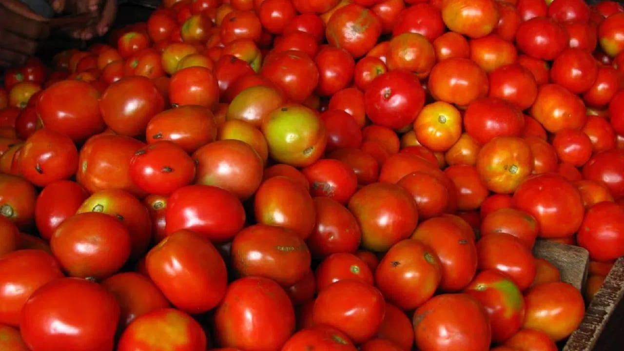 How To Keep Tomatoes Fresh Without Fridge