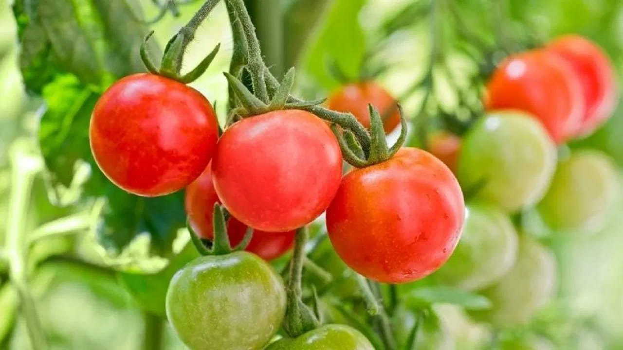How To Keep Tomatoes Fresh Without Fridge