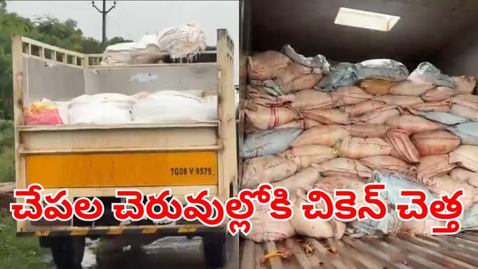 చెరువుల్లోకి చికెన్‌ వ్యర్థాలు.. మీరు తినే చేపలు సురక్షితమైనవేనా?