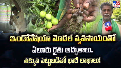 ఇండోనేషియా మోడల్ వ్యవసాయంతో ఏలూరు రైతు అద్భుతాలు..