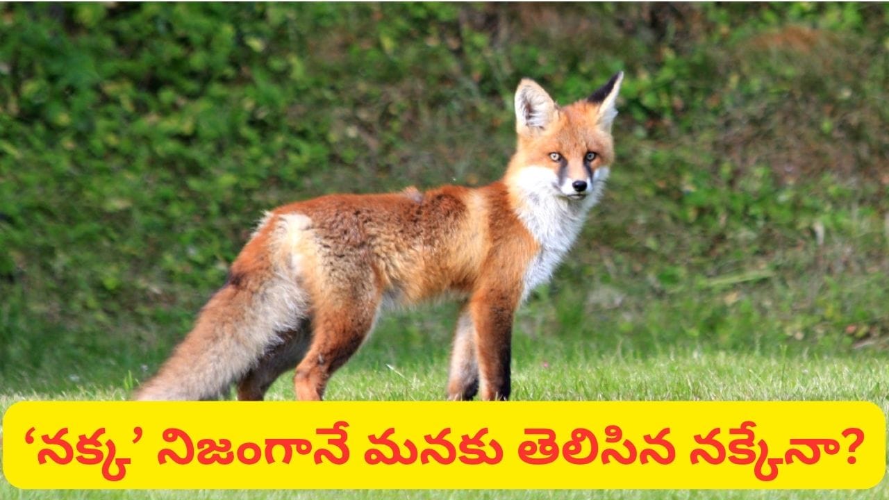 ‘నక్క తోక తొక్కాడు’ అంటే అదృష్టమేనా? ఈ జాతీయం వెనుక ఉన్న అసలు కథ ఇదే!