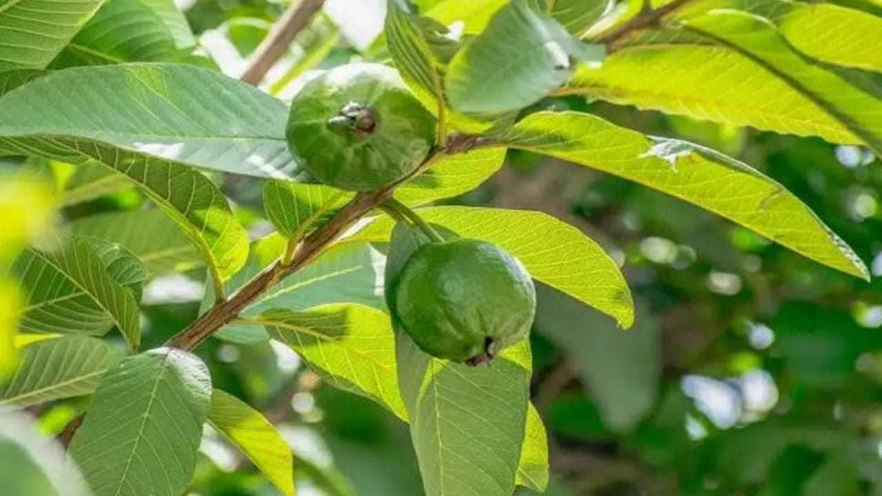 
నోటి ఆరోగ్యానికి మంచిది : నాలుగు జామ ఆకులను నమలడం వలన నోటి దుర్వాసన కూడా పోతోంది. ఇంకా ఇది చిగుళ్ల ఆరోగ్యానికి ఇది సహాయపడుతుంది. జామ ఆకుల్లో విటమిన్ C, ప్లేవనాయిడ్లు వంటి పోషక సమ్మేళనాలు ఎక్కువగా ఉంటాయి. ఇది మనకి వచ్చే సమస్యలను చాలా వరకు తగ్గిస్తుంది. 