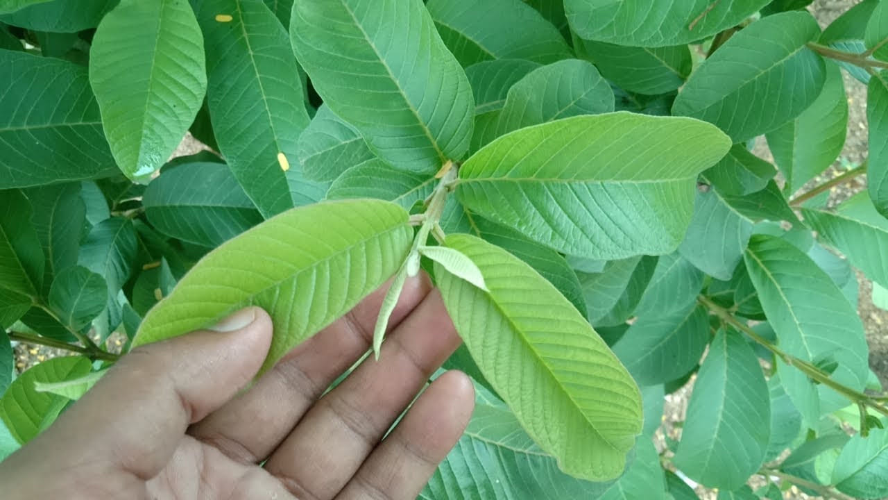 
చర్మ సంరక్షణకు ఇది సహాయపడుతుంది : జామ ఆకుల్లో ఉండే యాంటీఆక్సిడెంట్ గుణాలు చర్మాన్ని మంచిగా ఉంచడంలో ఎంతో  సహాయపడతాయి. అయితే చర్మంపై వాడే ముందు ఒకటికి రెండు సార్లు కడిగి మాత్రామే వీటిని తీసుకోవాలి. ఈ ఆకులను బాగా  మరిగించి 20 నిముషాల తర్వాత తలకు పెడితే  చర్మం మంచిగా అవుతుంది. 