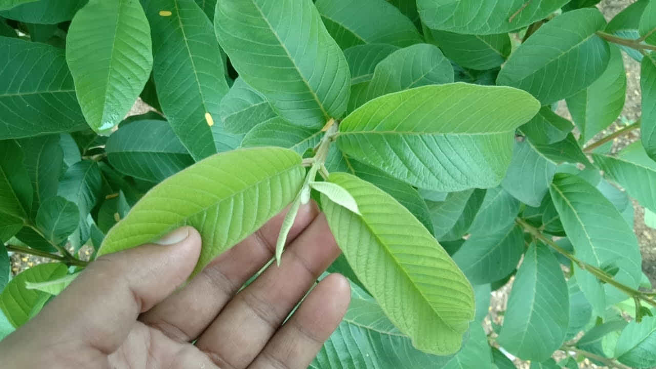 చర్మ సంరక్షణకు ఇది సహాయపడుతుంది : జామ ఆకుల్లో ఉండే యాంటీఆక్సిడెంట్ గుణాలు చర్మాన్ని మంచిగా ఉంచడంలో ఎంతో సహాయపడతాయి. అయితే చర్మంపై వాడే ముందు ఒకటికి రెండు సార్లు కడిగి మాత్రామే వీటిని తీసుకోవాలి. ఈ ఆకులను బాగా మరిగించి 20 నిముషాల తర్వాత తలకు పెడితే చర్మం మంచిగా అవుతుంది.
