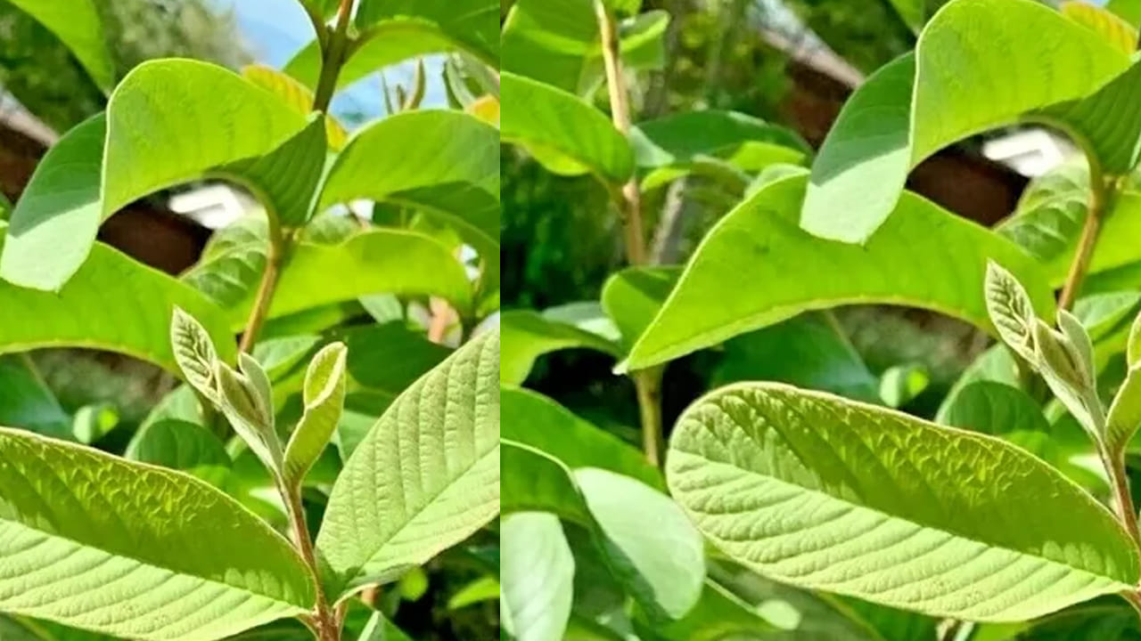 ఫ్రెష్ జామ ఆకులు తీసుకుని బాగా కడిగి ఒక గిన్నెలో వేసి వీటిని బాగా మరిగించాలి. ఆ తర్వాత దీనిలో కొంచం తేనె, నిమ్మరసం వేసి దీనిని తాగాలి. ఇది కషాయంలా ఉంటుంది అయినా కూడా మీరు తాగితే కళ్ళ సమస్యలు తగ్గుతాయి. ఉదయం కానీ, సాయంత్రం సమయంలో దీనిని తాగితే కళ్లకు రిలాక్స్ ఇస్తుంది