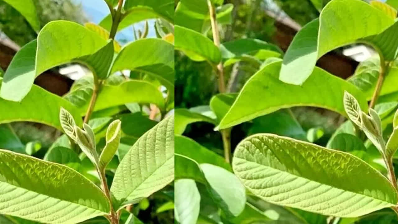 ఫ్రెష్ జామ ఆకులు తీసుకుని బాగా కడిగి ఒక గిన్నెలో వేసి వీటిని బాగా మరిగించాలి. ఆ తర్వాత దీనిలో కొంచం తేనె, నిమ్మరసం వేసి దీనిని తాగాలి. ఇది కషాయంలా ఉంటుంది అయినా కూడా మీరు తాగితే కళ్ళ సమస్యలు తగ్గుతాయి. ఉదయం కానీ, సాయంత్రం సమయంలో దీనిని తాగితే కళ్లకు రిలాక్స్ ఇస్తుంది