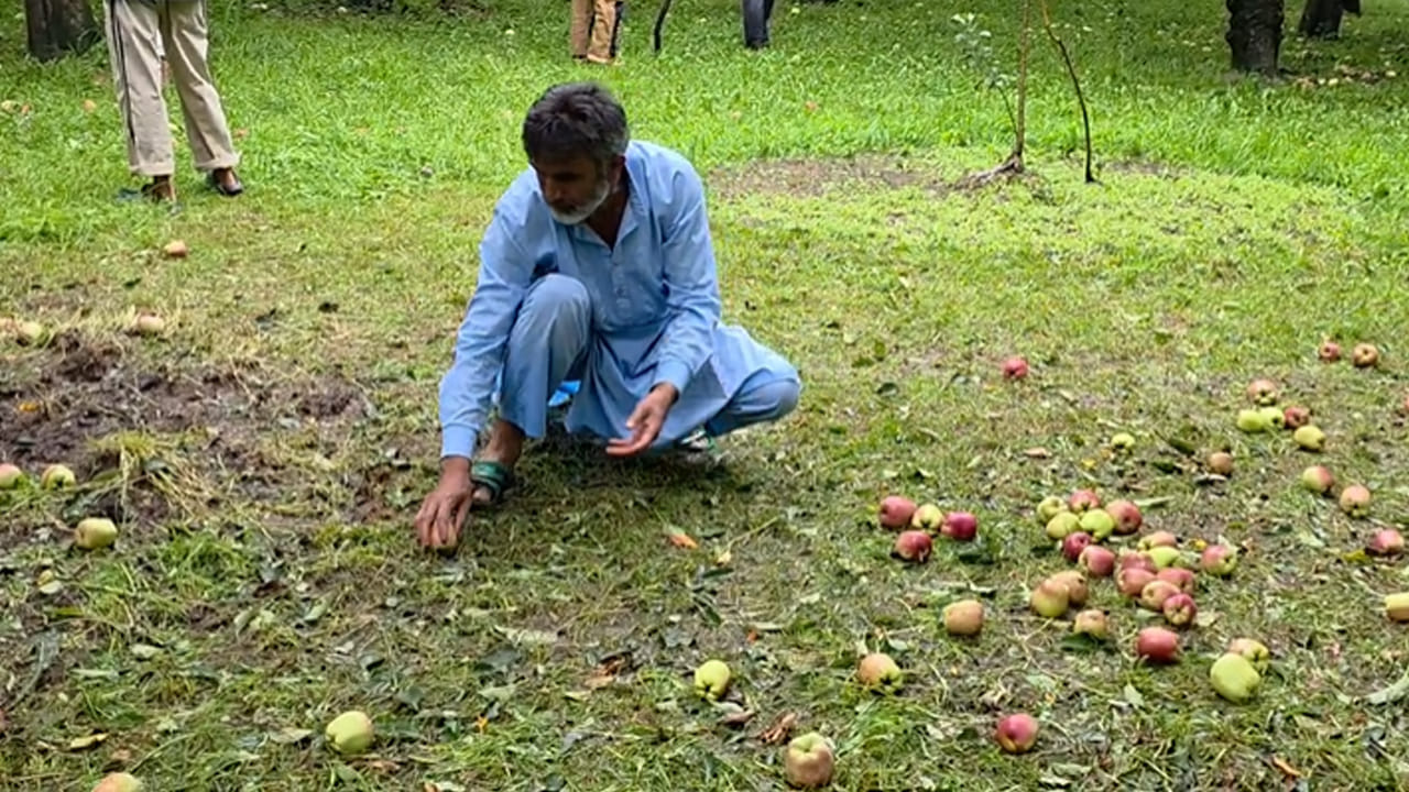 జమ్మూకశ్మీర్‌లో వాతావరణం ఒక్కసారిగా మారిపోయింది. రాష్ట్రంలోని పలు ప్రాంతాల్లో భారీ వర్షాలు కురుస్తుండగా.. షోపియాన్ జిల్లాలో భారీ వడగళ్ల వాన బీభత్సం సృష్టించింది. వడగళ్ల దెబ్బకు ఆపిల్ తోటలు తీవ్రంగా దెబ్బతిన్నాయి. చేతికొచ్చే సమయంలో పంటకు నష్టం జరగడంతో రైతులు ఆందోళన చెందుతున్నారు. 
