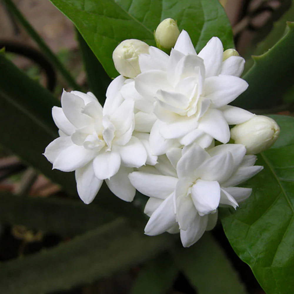 Jasmine Flower (1)