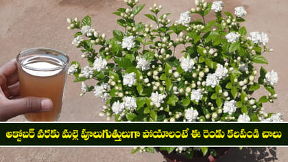 అక్టోబర్ వరకు మల్లె పూలు  గుత్తులుగా పోయాలంటే ఈ రెండు కలపండి చాలు