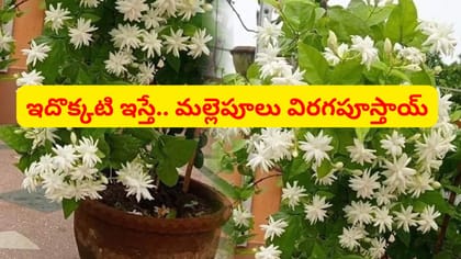 కుండీలలో మల్లె మొక్కకు గుత్తులుగా మల్లెపూలు పూయాలంటే ఇలా చేయండి