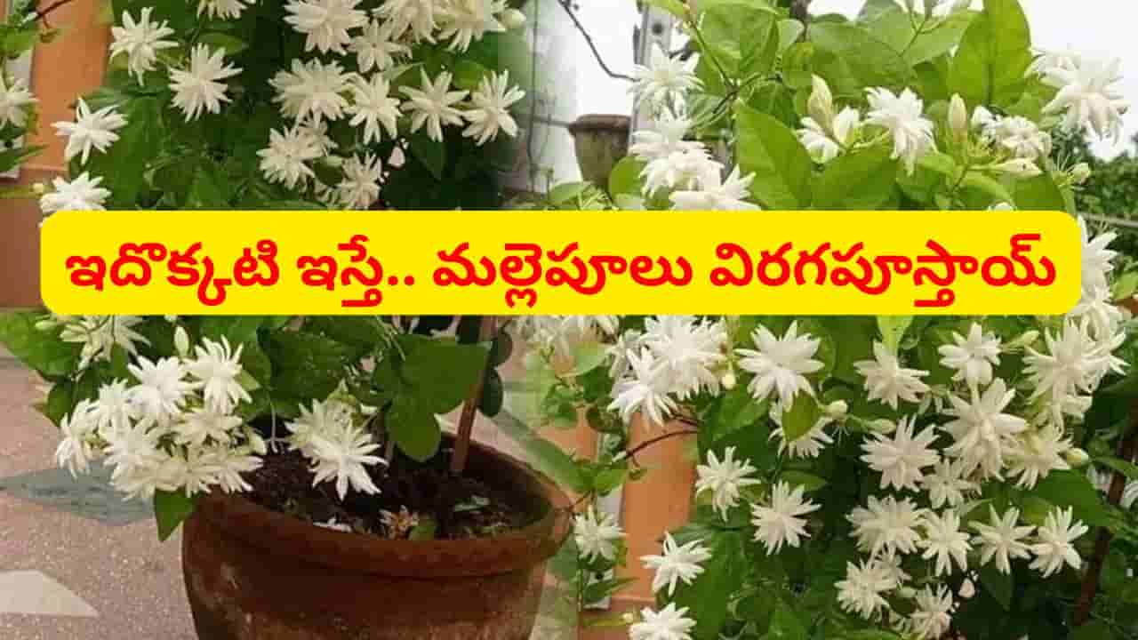 కుండీలో మల్లె మొక్కలు పెంచుతున్నారా..? ఈ చిన్న పని చేస్తే, పూలు గుత్తులు గుత్తులుగా పూస్తాయ్..