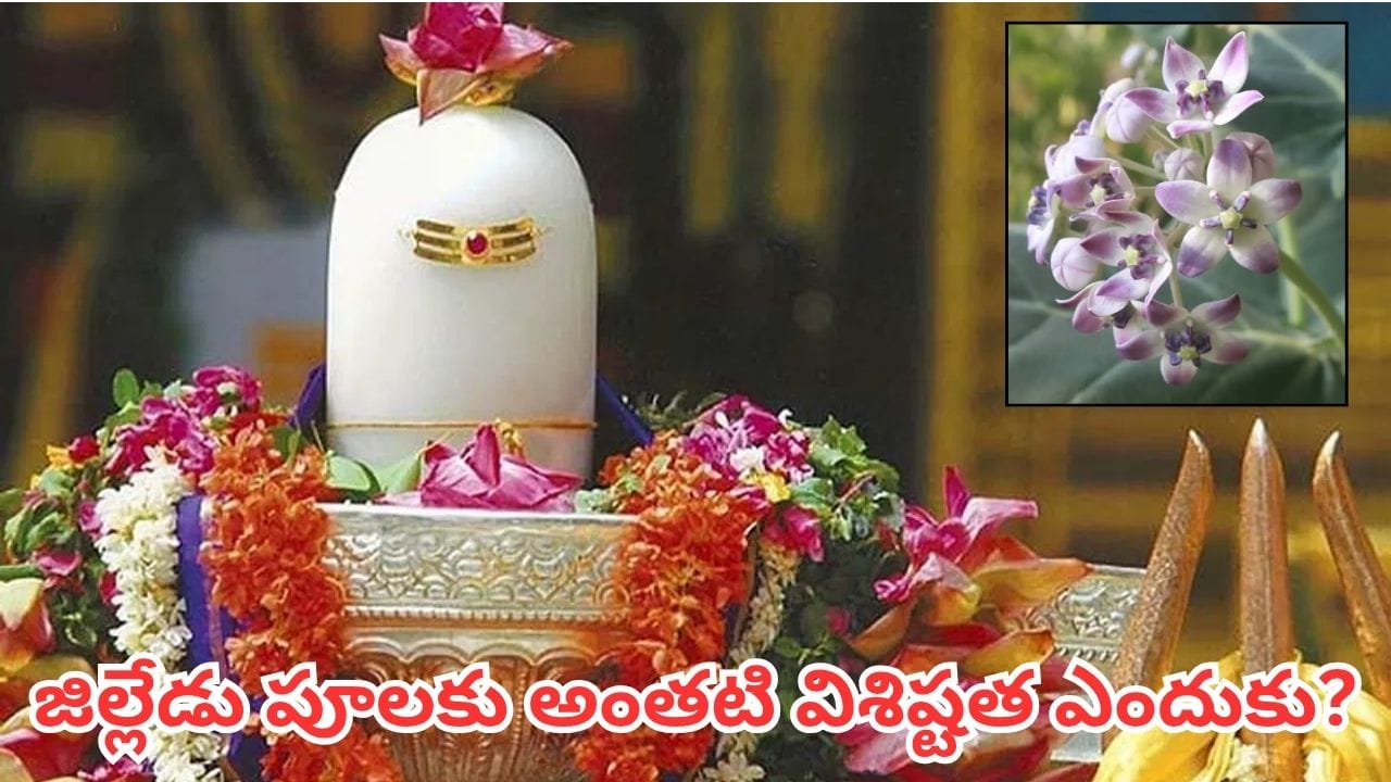 దారిద్ర్య బాధలు తొలగాలంటే.. జిల్లేడు పూలతో శివారాధన ఇలా చేయండి!