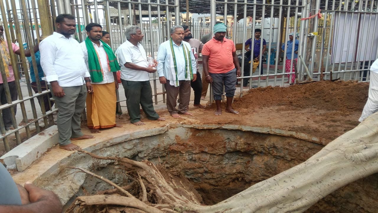 కోట్లాది భక్తుల నమ్మకానికి ప్రతిరూపం.. మేడారం సమ్మక్క సారక్క దేవతలు కొలువుతీరిన గద్దెల ప్రాంగణం మాస్టర్ ప్లాన్ లో భాగంగా కొత్త రూపు దిద్దుకుంది.. మేడారం ఆధ్యాత్మిక కేంద్రంగా, మినీ పట్టణంగా రూపాంతరం చెందుతుంది. గద్దెల ప్రాంగణాన్ని పూర్తిగా గ్రానైట్ నిర్మాణాలతో ఆధునికరించారు. సమ్మక్క సారక్క గద్దెలతో పాటు వరుస క్రమంలో పగిడిద్దరాజు, గోవిందరాజు గద్దెల నిర్మాణం చేపట్టారు.. అయితే ఆదివాసీల ఆచార సాంప్రదాయాల ప్రకారం ప్రకృతిని ఆరాధించడం, ప్రకృతి సంపదను పూజించడం ఆనవాయితీ... ఇలాంటి విగ్రహ రూపంలేని మేడారం గద్దెల ప్రాంగణంలో సమ్మక్క గద్ద పక్కనే నాగులమ్మ గద్దె ఉంటుంది.. అక్కడే తరతరాలుగా జువ్వి చెట్టు ఈ చల్లని తల్లులకు నీడనిస్తూ వస్తుంది..