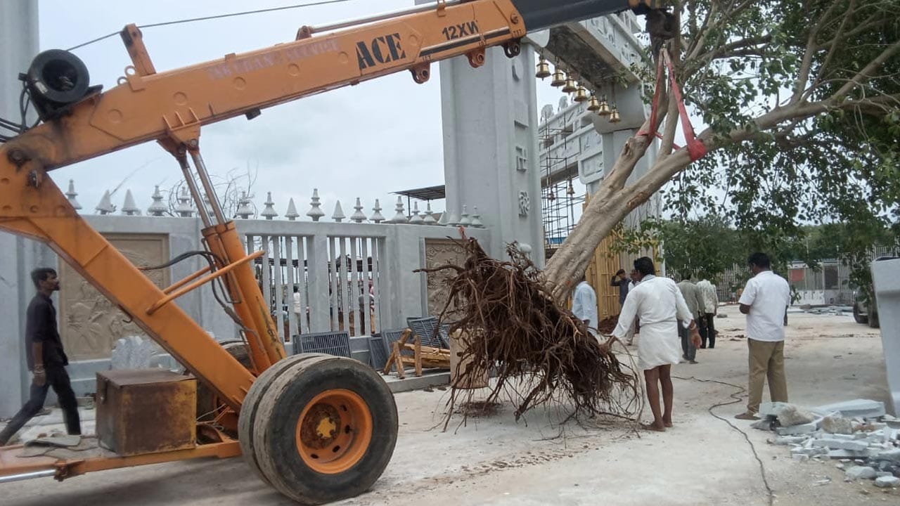 మాస్టర్ ప్లాన్ నిర్మాణంలో బాగంగా కొత్తరూపు దిద్దుకున్న మేడారం గద్దెల ప్రాంగణంలో ఎట్టకేలకు జువ్వి చెట్టు ప్రతిష్టాపన పూర్తయింది.. సమ్మక్క గద్దె పక్కనే నాగులమ్మ ఆలయం వద్ద దశాబ్దాల తరబడి అమ్మలకు నీడనిస్తున్న జువ్వి చెట్టు.. 2010లో పూర్తిగా ఎండిపోయింది.. ఆ తర్వాత అనేకసార్లు ప్రతిష్టాపించిన ఆ చెట్టు నిలవడం లేదు.. తాజాగా 20 ఏళ్ల వయసు కలిగిన జువ్వి చెట్టును కారడవి నుండి వెతికి తీసుకొచ్చి ట్రాన్స్ ప్లాంటేషన్ చేసి ప్రతిష్టించడం ద్వారా సమ్మక్క సారక్క పూజారులు హర్షం వ్యక్తం చేశారు..