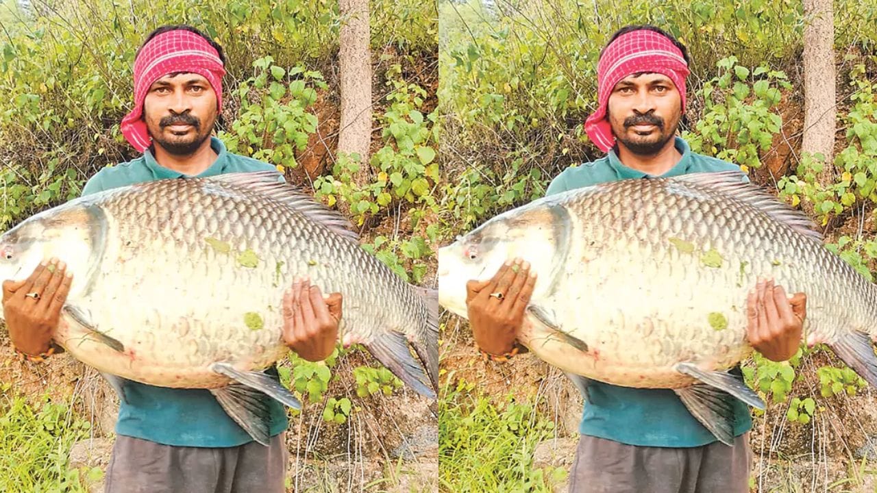 జాక్‌పాట్ అంటే ఇతనిదే.. మత్స్యకారుడి వలకు చిక్కిన రెండు భారీ చేపలు.. డబ్బే డబ్బు!