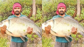 జాక్‌పాట్ అంటే ఇతనిదే..మత్స్యకారుడి వలకు చిక్కిన రెండు భారీ చేపలు