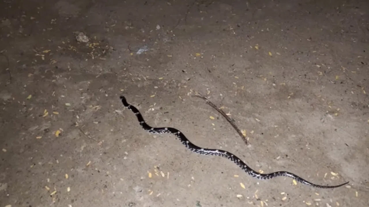యజమానిని స్నేక్ క్యాచర్ ప్రశ్నించగా, అది మానసాదేవి మహిమగల జెర్రిపోతు పాము అనుకొని దానికి పూజలు చేసాను అని చెప్పాడు. కానీ అది అత్యంత విషపూరితమైన పాము అని తెలుసుకొని షాక్ అయ్యాడు. ఎందుకంటే ఆయన రాత్రి మొత్తందానికి చాలా దగ్గరగా ఉన్నాడు, అది కాటు వేసి ఉంటే, తన ప్రాణానికే ప్రమాదం వాటిల్లేది.ఇక స్నేక్ క్యాచర్ పాను ససురక్షితంగా రక్షించి అడవిలో వదిలి పెట్టాడు. దీంతో అక్కడ ఉన్నవారందరూ ఊపిరి పీల్చుకున్నారు.
