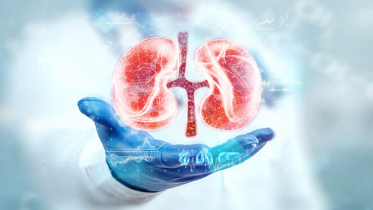 Kidney Health Tips: మూత్రపిండాలు సరిగ్గా పనిచేయకపోతే శరీరానికి ఏమవుతుంది? ప్రారంభ సంకేతాలు ఇవే!