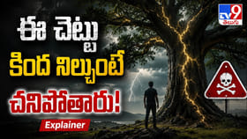 వానలో ఈ చెట్టు కింద నిల్చుంటే చావు ఖాయం!