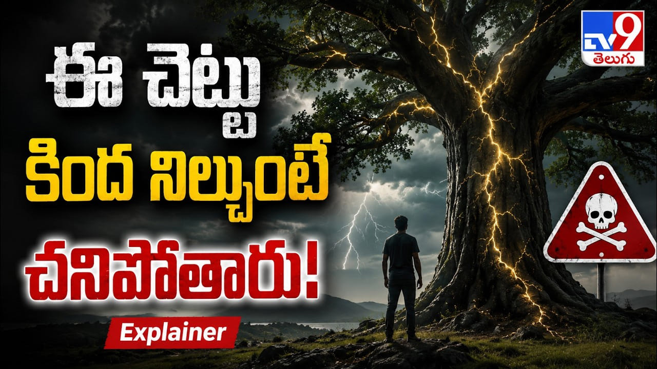వానలో ఈ చెట్టు కింద నిల్చుంటే చావు ఖాయం! అది నీడ కాదు.. పాము పడగే! ట్రీ ఆఫ్ డెత్ స్టోరీ! వానలో ఈ చెట్టు కింద నిల్చుంటే చావు ఖాయం! అది నీడ కాదు.. పాము పడగే! ట్రీ ఆఫ్ డెత్ స్టోరీ!