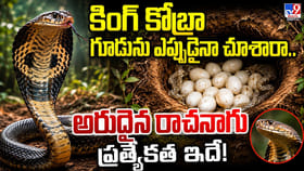 కింగ్ కోబ్రా గూడును ఎప్పుడైనా చూశారా..
