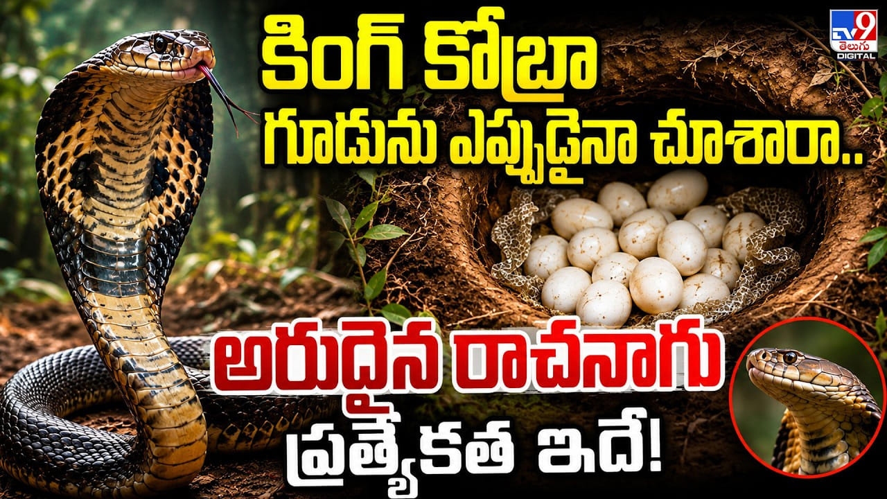 కింగ్ కోబ్రా గూడును ఎప్పుడైనా చూశారా.. అరుదైన రాచనాగు ప్రత్యేకత ఇదే! కింగ్ కోబ్రా గూడును ఎప్పుడైనా చూశారా.. అరుదైన రాచనాగు ప్రత్యేకత ఇదే!