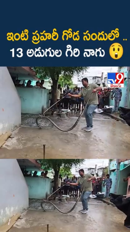 వామ్మో.. ఇంటి ప్రహరీ గోడ సందులో 13 అడుగుల గిరి నాగు