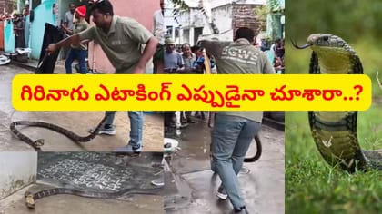 గిరినాగుతో అట్లుంటాది మరి.. ధైర్యమున్నోళ్లు కూడా వణికిపోయారు.. 