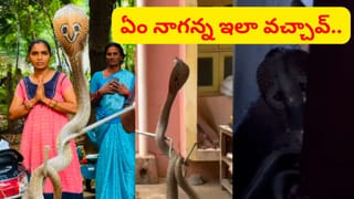 దెబ్బకు దండం పెట్టుకున్నారు.. కిచెన్‌లో పడగవిప్పి నాగుపాము ఏం చేసిందంటే.. ఇదిగో వీడియో