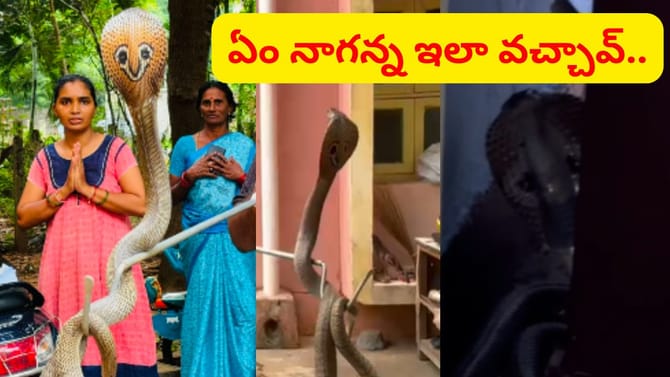 కిచెన్‌లో పడగవిప్పి నాగుపాము ఏం చేసిందంటే.. ఇదిగో వీడియో