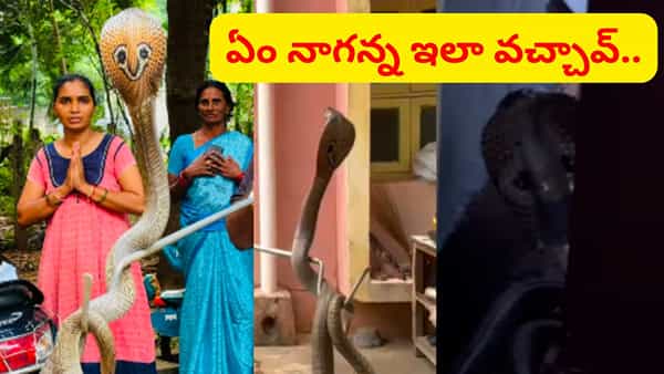 దెబ్బకు దండం పెట్టుకున్నారు.. కిచెన్లో పడగవిప్పి నాగుపాము ఏం చేసిందంటే.. ఇదిగో వీడియో