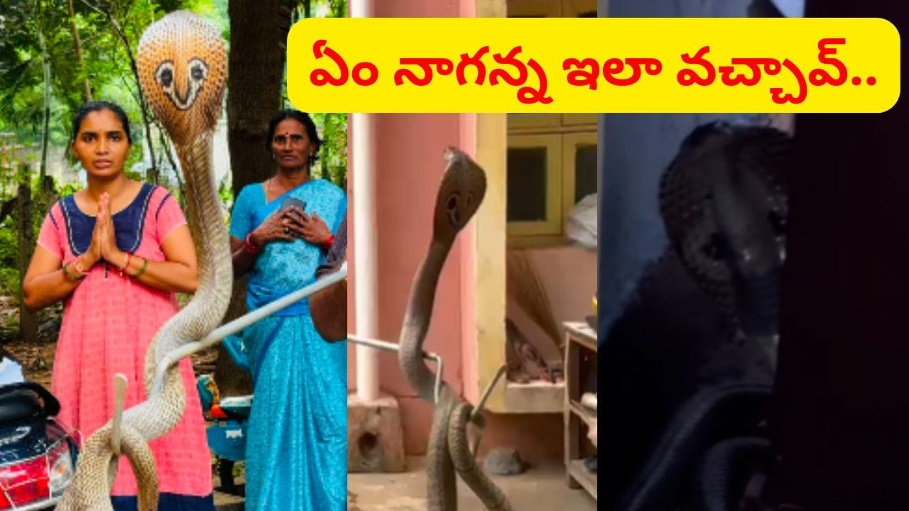 దెబ్బకు దండం పెట్టుకున్నారు.. కిచెన్లో పడగవిప్పి నాగుపాము ఏం చేసిందంటే.. ఇదిగో వీడియో