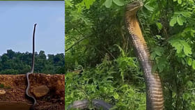 అడవుల రారాజు గురించి ఆసక్తికర విషయాలు