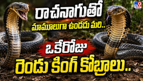 రాచనాగుతో మామూలుగా ఉండదు మరి.. ఒకేరోజు రెండు కింగ్‌ కోబ్రాలు..