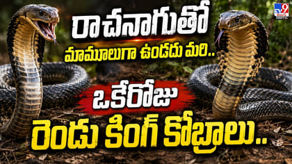 రాచనాగుతో మామూలుగా ఉండదు మరి.. ఒకేరోజు రెండు కింగ్‌ కోబ్రాలు..