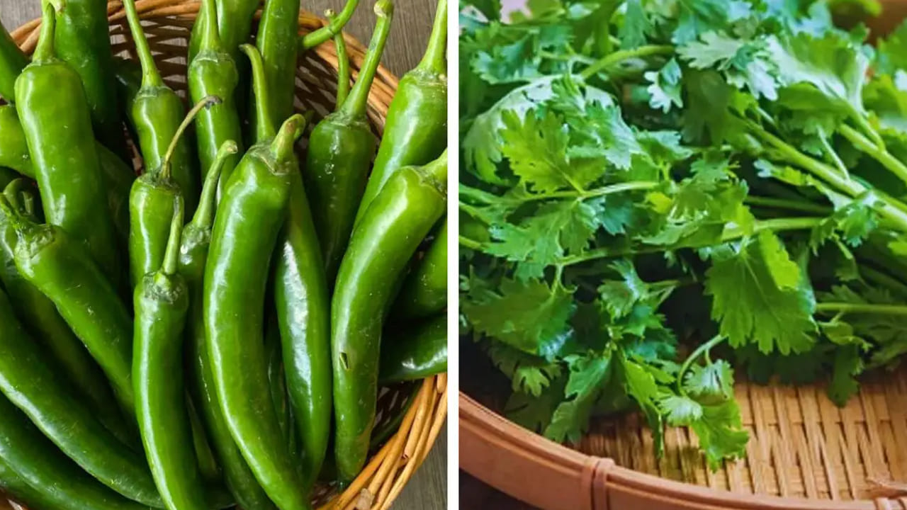Kitche Tips: వార్నీ.. ఇన్ని రోజులు ఈ ట్రిక్ తెలియకపాయే.. ఇలా చేస్తే పచ్చిమిర్చి, కొత్తిమీర నెల రోజులు తాజాగా..!