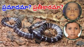 తోటి పామును చంపిన రెండ్రోజులకే.. అన్నాచెల్లెల్లను కాటేసిన మరోపాము