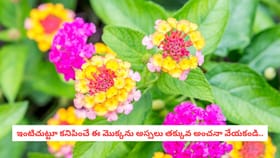 ఇంటిచుట్టూ కనిపించే ఈ మొక్కను అస్సలు తక్కువ అంచనా వేయకండి..