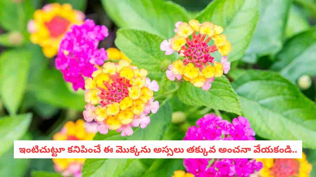 Lantana Plant Benefits: చూడటానికి కలుపు మొక్కలా ఉంటుంది.. కానీ లాంటానాలో దాగున్న ఔషధ గుణాలు ఇవే!