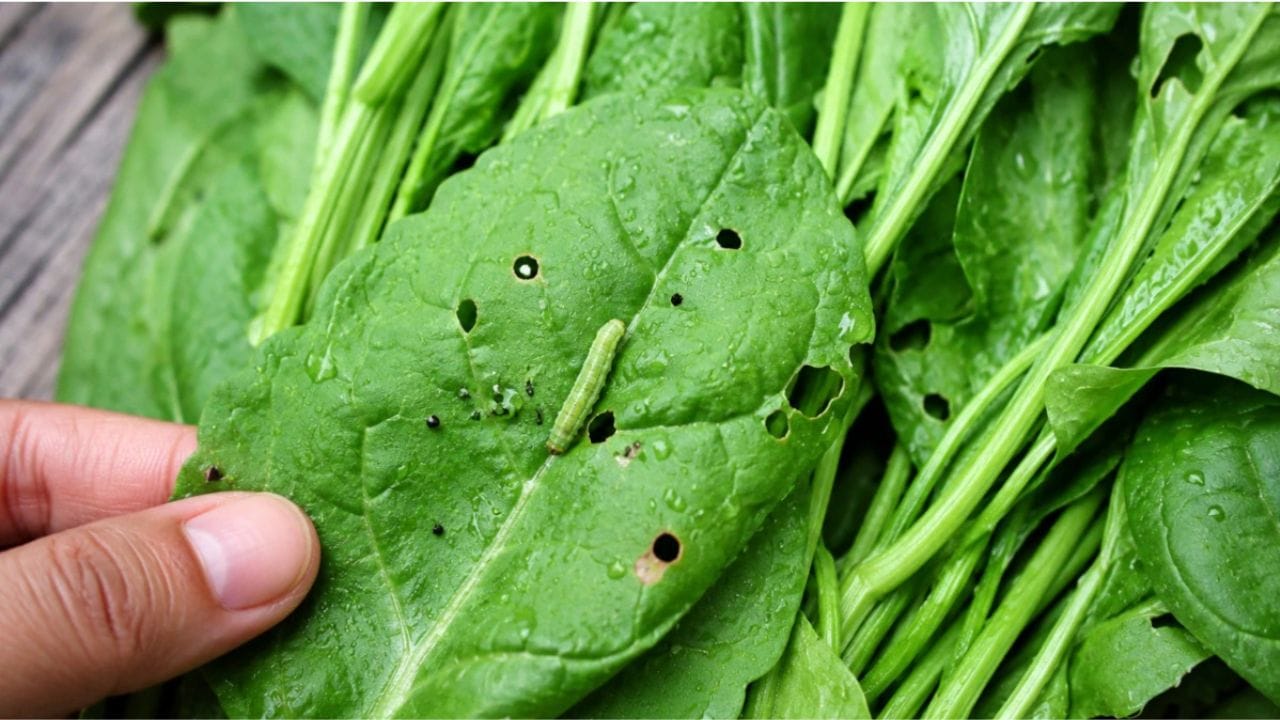 Leafy Vegetables