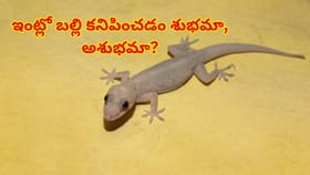 ఇంట్లో బల్లి కనిపించడం శుభమా, అశుభమా? జ్యోతిష్య శాస్త్రం చెప్పేది