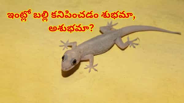 ఇంట్లో బల్లి కనిపించడం శుభమా, అశుభమా? జ్యోతిష్య శాస్త్రం ఏం చెబుతుందో తెలిస్తే..